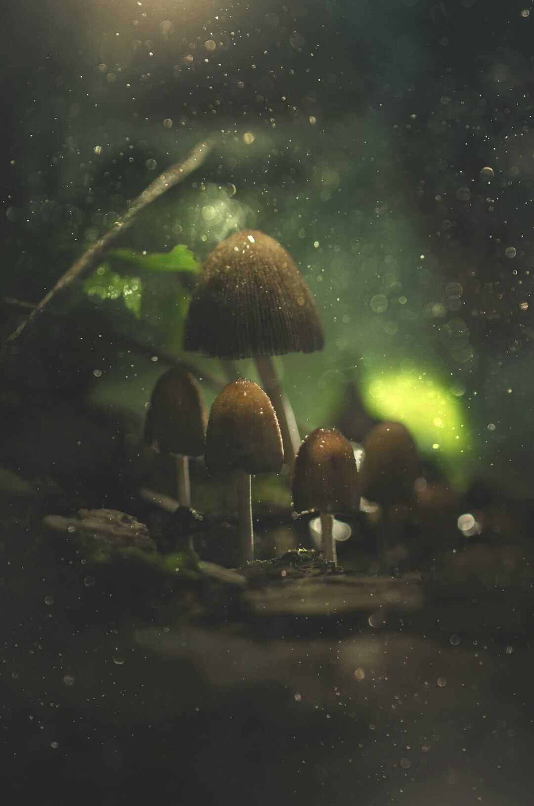 mushrooms in forest
